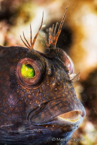 African blenny, black phase by Marco Gargiulo 